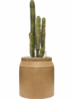 Euphorbia Canariensis In Baq Raindrop D 35 H 91 cm - PlantenShop24 - 21-05-2025