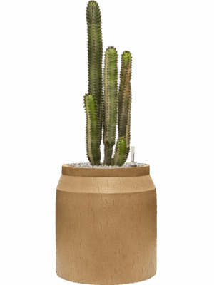 Euphorbia Canariensis In Baq Raindrop D 35 H 91 cm - PlantenShop24 - 21-05-2025
