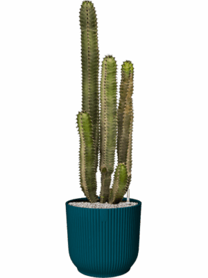 Euphorbia Canariensis In Vibes Fold D 28 H 108 cm - PlantenShop24 - 21-05-2025