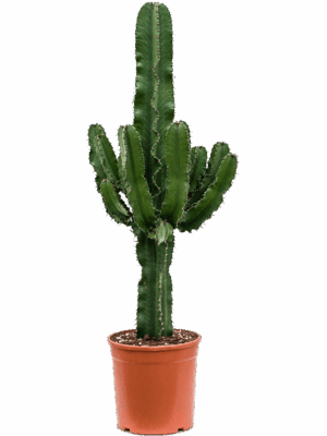 Euphorbia Erytrea D 24 H 120 cm - PlantenShop24 - 19-05-2025
