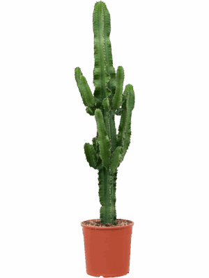 Euphorbia Erytrea D 27 H 140 cm - PlantenShop24 - 19-05-2025
