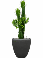 Euphorbia Erytrea In Baq Polystone Plain D 25 H 114 cm - PlantenShop24 - 21-05-2025