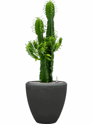 Euphorbia Erytrea In Baq Polystone Plain D 25 H 114 cm - PlantenShop24 - 21-05-2025