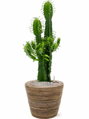 Euphorbia Erytrea In Drypot Rattan Stripe D 25 H 108 cm - PlantenShop24 - 21-05-2025