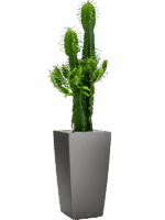 Euphorbia Erytrea In Lechuza Cubico D 25 H 127 cm - PlantenShop24 - 21-05-2025