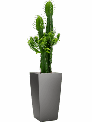 Euphorbia Erytrea In Lechuza Cubico D 25 H 127 cm - PlantenShop24 - 21-05-2025