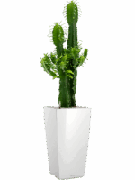Euphorbia Erytrea In Lechuza Cubico D 25 H 127 cm - PlantenShop24 - 21-05-2025