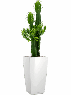 Euphorbia Erytrea In Lechuza Cubico D 25 H 127 cm - PlantenShop24 - 21-05-2025