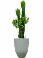 Euphorbia Erytrea In One And Only D 25 H 114 cm - PlantenShop24 - 21-05-2025