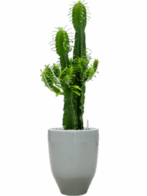 Euphorbia Erytrea In One And Only D 25 H 114 cm - PlantenShop24 - 21-05-2025