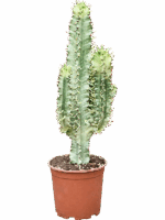 Euphorbia Erytrea Variegata D 21 H 80 cm - PlantenShop24 - 23-05-2025