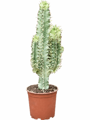 Euphorbia Erytrea Variegata D 21 H 80 cm - PlantenShop24 - 23-05-2025