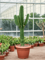 Euphorbia Ingens D 45 H 165 cm - PlantenShop24 - 05-06-2025