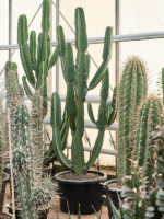 Euphorbia Ingens D 50 H 210 cm - PlantenShop24 - 05-06-2025