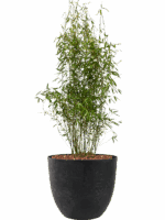 Fargesia Murieliae Jumbo In Artstone D 32 H 110 cm - PlantenShop24 - 18-05-2025