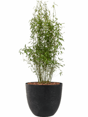 Fargesia Murieliae Jumbo In Artstone D 32 H 110 cm - PlantenShop24 - 18-05-2025