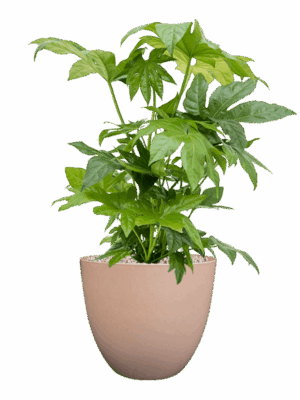 Fatsia Japonica In Artstone D 21 H 68 cm - PlantenShop24 - 13-05-2025