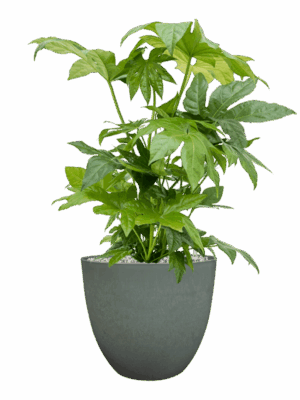 Fatsia Japonica In Artstone D 21 H 68 cm - PlantenShop24 - 13-05-2025