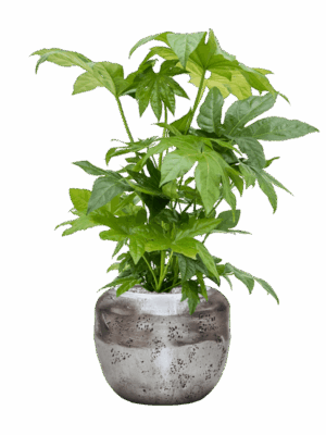 Fatsia Japonica In Baq Opus Raw D 21 H 91 cm - PlantenShop24 - 13-05-2025