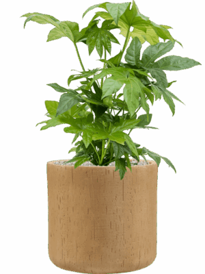 Fatsia Japonica In Baq Raindrop D 21 H 76 cm - PlantenShop24 - 13-05-2025