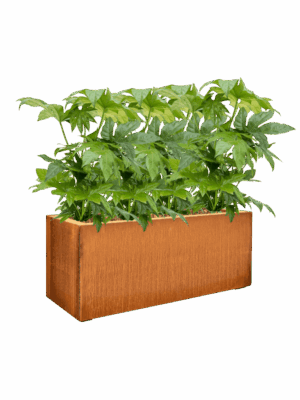 Fatsia Japonica In Cortensteel D 21 H 82 cm - PlantenShop24 - 13-05-2025