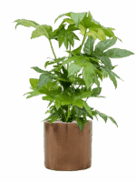 Fatsia Japonica In Cylinder D 21 H 92 cm - PlantenShop24 - 13-05-2025