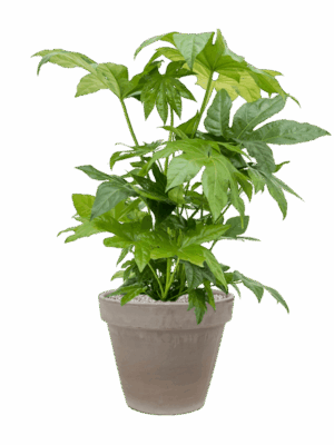 Fatsia Japonica In Terra Cotta D 21 H 91 cm - PlantenShop24 - 15-05-2025