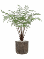 Fern In Baq Luxe Lite Universe Waterfall D 40 H 137 cm - PlantenShop24 - 09-05-2025