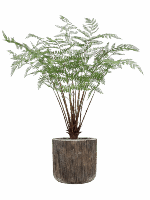 Fern In Baq Luxe Lite Universe Waterfall D 40 H 137 cm - PlantenShop24 - 09-05-2025