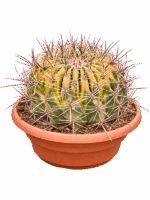 Ferocactus Townsendianus Variegata D 25 H 25 cm - PlantenShop24 - 22-05-2025