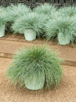 Festuca Glauca Intense Blue D 30 H 55 cm - PlantenShop24 - 14-05-2025