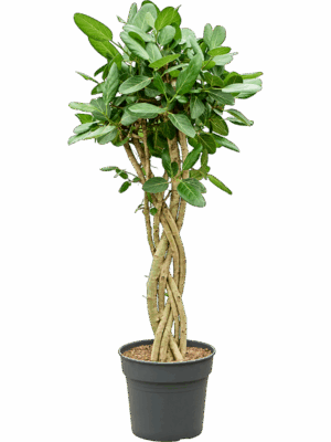 Ficus Benghalensis Audrey D 34 H 140 cm - PlantenShop24 - 08-09-2025