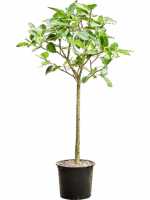 Ficus Benghalensis Audrey D 45 H 210 cm - PlantenShop24 - 14-05-2025
