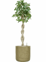 Ficus Benghalensis Audrey In Baq Dune D 30 H 166 cm - PlantenShop24 - 05-05-2025
