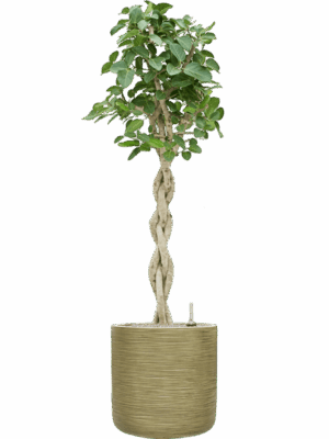 Ficus Benghalensis Audrey In Baq Dune D 30 H 166 cm - PlantenShop24 - 05-05-2025