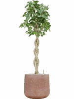 Ficus Benghalensis Audrey In Baq Terrazzo D 30 H 163 cm - PlantenShop24 - 12-05-2025