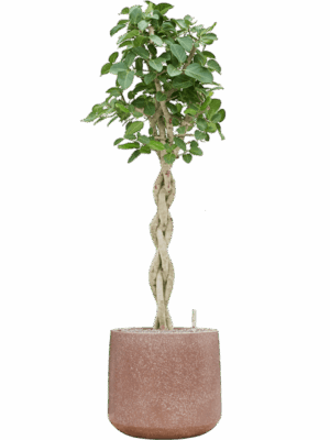 Ficus Benghalensis Audrey In Baq Terrazzo D 30 H 163 cm - PlantenShop24 - 12-05-2025