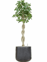 Ficus Benghalensis Audrey In Baq Terrazzo D 30 H 164 cm - PlantenShop24 - 12-05-2025