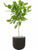 Ficus Benghalensis Audrey In Static GRC D 30 H 149 cm - PlantenShop24 - 27-05-2025