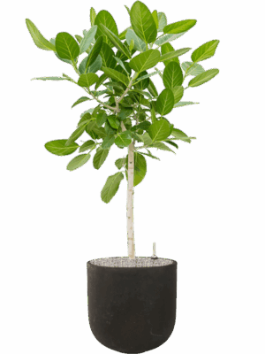 Ficus Benghalensis Audrey In Static GRC D 30 H 149 cm - PlantenShop24 - 27-05-2025