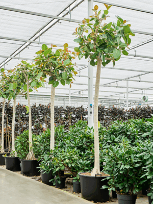 Ficus Benghalensis D 70 H 450 cm - PlantenShop24 - 20-05-2025