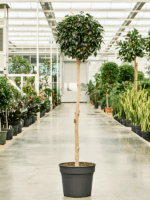 Ficus Benjamina Danielle D 38 H 170 cm - PlantenShop24 - 04-06-2025