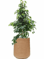 Ficus Benjamina Danielle In Baq Dune D 27 H 115 cm - PlantenShop24 - 14-05-2025