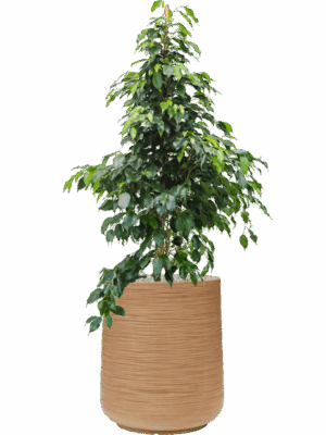 Ficus Benjamina Danielle In Baq Dune D 27 H 115 cm - PlantenShop24 - 14-05-2025