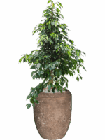 Ficus Benjamina Danielle In Baq Polystone Coated Plain D 27 H 146 cm - PlantenShop24 - 14-05-2025