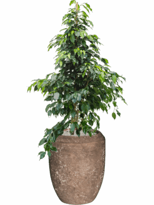 Ficus Benjamina Danielle In Baq Polystone Coated Plain D 27 H 146 cm - PlantenShop24 - 14-05-2025