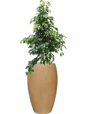 Ficus Benjamina Danielle In Baq Raindrop D 27 H 133 cm - PlantenShop24 - 14-05-2025