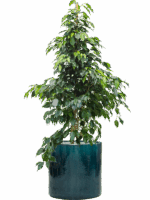 Ficus Benjamina Danielle In Cylinder D 27 H 134 cm - PlantenShop24 - 14-05-2025