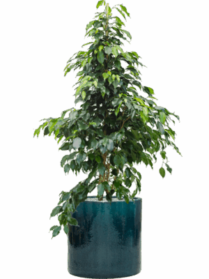 Ficus Benjamina Danielle In Cylinder D 27 H 134 cm - PlantenShop24 - 14-05-2025