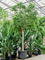 Ficus Benjamina Exotica D 95 H 425 cm - PlantenShop24 - 29-05-2025